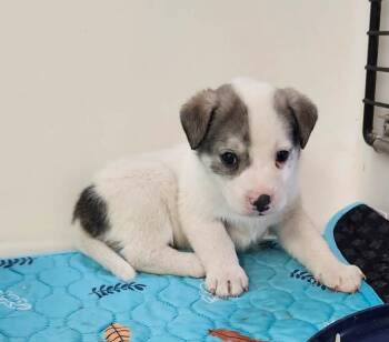 Mixed Breed Dogs Available for Adoption in Tucumcari, New Mexico - Bodhi | PetCurious