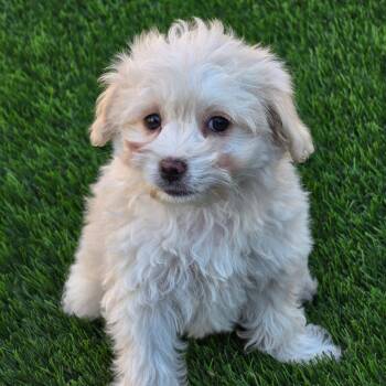 Pizza Pup - Pepperoni -  Maltese and Poodle Dog for Adoption in San Diego, California - Pizza Pup - Pepperoni | PetCurious
