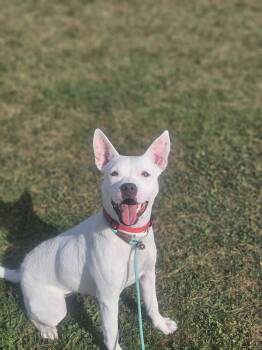 Rescue American Staffordshire Terrier Dogs for Adoption in Mount Pleasant, Iowa - Baby | PetCurious