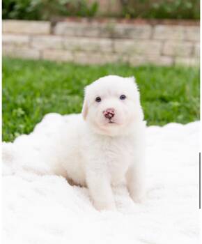 Corgi and Australian Cattle Dog Blue Heeler Dogs Available for Adoption in Pflugerville, Texas - Moby | PetCurious