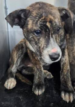 American Staffordshire Terrier Dogs Available for Adoption in San Antonio, Texas - PICKLES | PetCurious