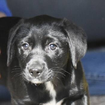 Labrador Retriever and Poodle Dogs Available for Adoption - Celia | PetCurious