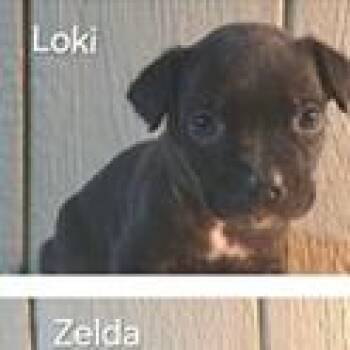 Labrador Retriever and Hound Dogs Available for Adoption in Tampa, Florida - Loki | PetCurious