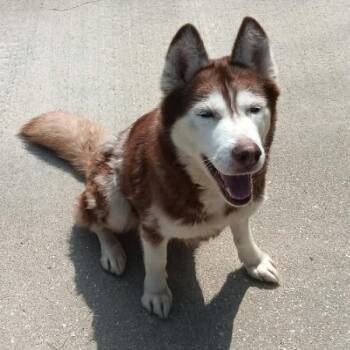 SIERRA -  Husky Dog for Adoption in Seymour, Indiana - SIERRA | PetCurious