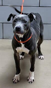 Rescue Mixed Breed Dogs for Adoption in Nashville, Tennessee - Cthulhu | PetCurious