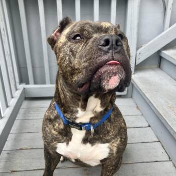 Woody -  Mixed Breed Dog for Adoption in Jersey City, New Jersey - Woody | PetCurious