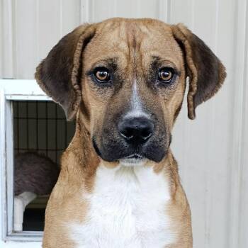 Black Mouth Cur Dogs Available for Adoption in Houston, Texas - PEPPERS | PetCurious