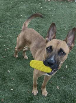 Kisses -  Black Mouth Cur and German Shepherd Dog Dog for Adoption in Dallas, Texas - Kisses | PetCurious