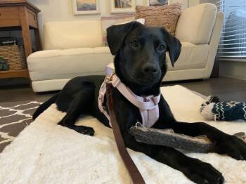 Black Labrador Retriever Dogs Available for Adoption - Rosie #30 | PetCurious