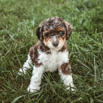Mako -  Poodle Dog for Adoption in Minneapolis, Minnesota - Mako | PetCurious