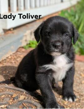 Labrador Retriever and Mountain Cur Dogs Available for Adoption in El Dorado, Arkansas - Lady | PetCurious