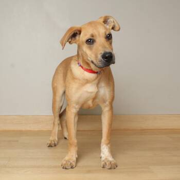 American Staffordshire Terrier Dogs Available for Adoption - Licorice D68479 | PetCurious