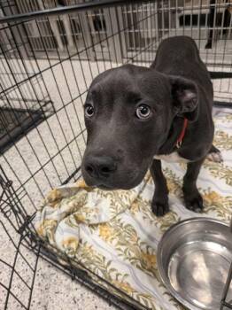 Granger -  Mixed Breed Dog for Adoption in Atlanta, Georgia - Granger | PetCurious