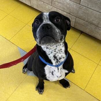 Mixed Breed Dogs Available for Adoption - Moose | PetCurious