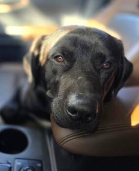 Bogie -  Black Labrador Retriever Dog for Adoption in Scottsburg, Indiana - Bogie | PetCurious
