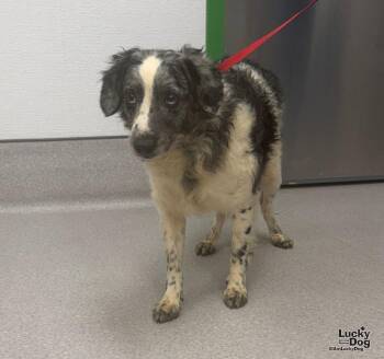 Rascal -  Poodle and Australian Shepherd Dog for Adoption in Washington, District Of Columbia - Rascal | PetCurious