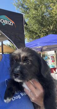 Wemby -  Terrier Dog for Adoption in San Antonio, Texas - Wemby | PetCurious