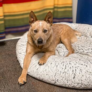 Cattle Dog Dogs Available for Adoption in Harrisonburg, Virginia - Groot | PetCurious