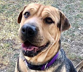 Ling Ling - foster me -  Shar Pei and German Shepherd Dog Dog for Adoption in San Marcos, California - Ling Ling - Foster Me | PetCurious