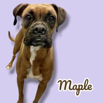 Boxer Dogs Available for Adoption in Scottsdale, Arizona - Maple | PetCurious