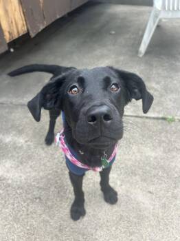 Meadow -  Black Labrador Retriever Dog for Adoption in Springville, New York - Meadow | PetCurious