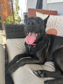 Becca -  German Shepherd Dog Dog for Adoption in San Diego, California - Becca | PetCurious