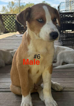 Rescue Mixed Breed Dogs for Adoption in Chattanooga, Tennessee - Mixed Breed Puppy Male #6 | PetCurious