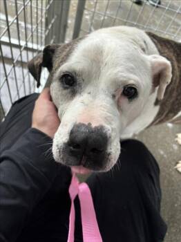 Pit Bull Terrier Dogs Available for Adoption - CHATA | PetCurious