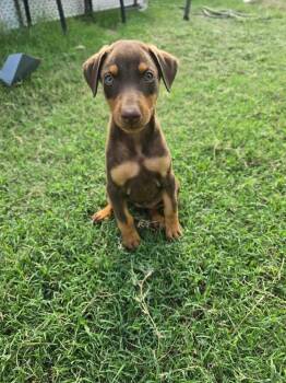 Zara -  Doberman Pinscher Dog for Adoption in Norfolk, Massachusetts - Zara | PetCurious