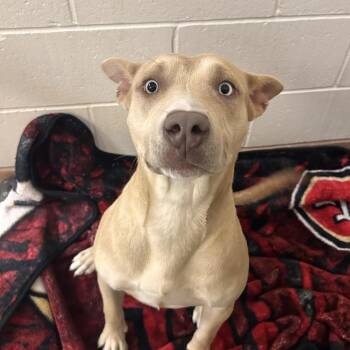 Rain -  Pit Bull Terrier and Mixed Breed Dog for Adoption in Reno, Nevada - Rain | PetCurious