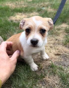 Banjo -  Shih Tzu and Poodle Dog for Adoption in Puyallup, Washington - Banjo | PetCurious