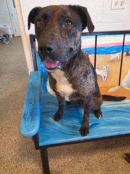 Savannah -  Catahoula Leopard Dog and Labrador Retriever Dog for Adoption in Gold Beach, Oregon - Savannah | PetCurious
