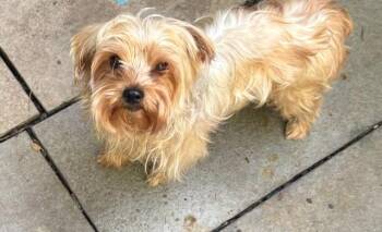 Spanky -  Yorkshire Terrier Dog for Adoption in Chalfont, Pennsylvania - Spanky | PetCurious
