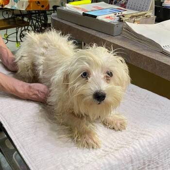 Bellinzona (NOT YET AVAILABLE) -  Maltese Dog for Adoption in Benton, Louisiana - Bellinzona (NOT YET AVAILABLE) | PetCurious