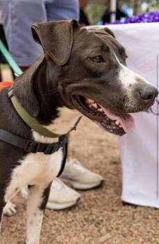 Savannah Banana -  Labrador Retriever and Pit Bull Terrier Dog for Adoption in Pilot Point, Texas - Savannah Banana | PetCurious