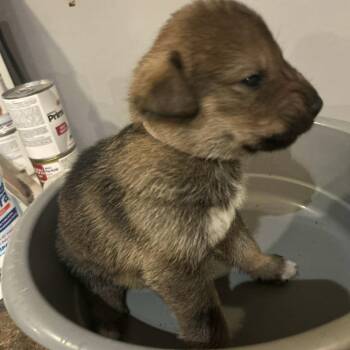 Rescue Rottweiler Dogs for Adoption in Niagara Falls, Ontario - Sparky (20251022-12) | PetCurious