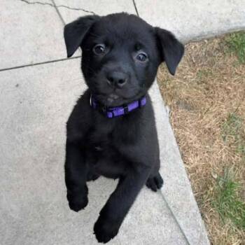 Donna Meagle -  Mixed Breed Dog for Adoption in Racine, Wisconsin - Donna Meagle | PetCurious