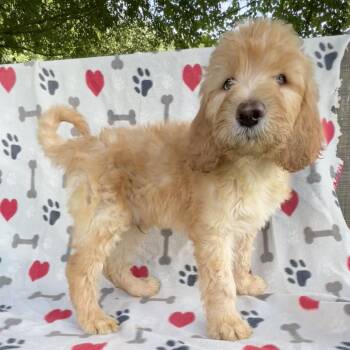 Pumpkin Pie -  Poodle and Mixed Breed Dog for Adoption in Brownsboro, Alabama - Pumpkin Pie | PetCurious