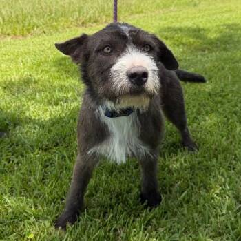 Kerby -  German Wirehaired Pointer and Border Terrier Dog for Adoption in Abbotsford, British Columbia - Kerby | PetCurious