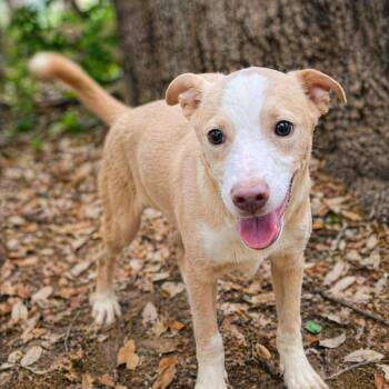 Labrador Retriever Dogs Available for Adoption in Brookeville, Maryland - Blue Jay  | PetCurious