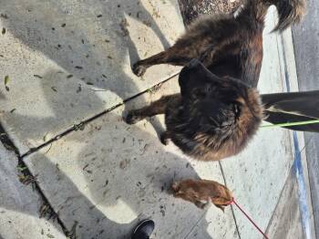 Rescue Chow Chow Dogs for Adoption in Manhattan Beach, California - Hershey Kiss Loves All!! | PetCurious