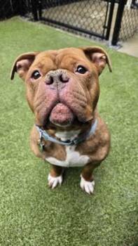 Neptune -  Pit Bull Terrier and Mixed Breed Dog for Adoption in Bellevue, Washington - Neptune | PetCurious