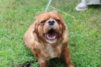 Bella -  Cavalier King Charles Spaniel and Mixed Breed Dog for Adoption in Brunswick, Georgia - Bella | PetCurious