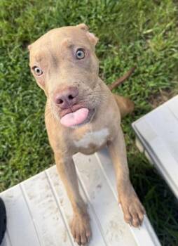 Rex -  Pit Bull Terrier and Mixed Breed Dog for Adoption in Conway, South Carolina - Rex | PetCurious