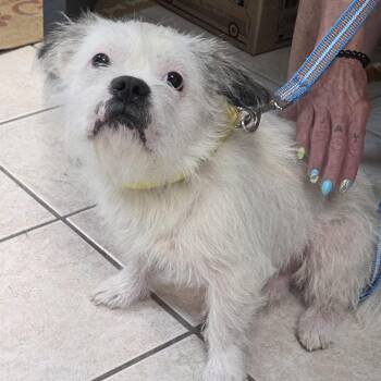 Panda -  Shih Tzu and French Bulldog Dog for Adoption in Camden, Delaware - Panda | PetCurious