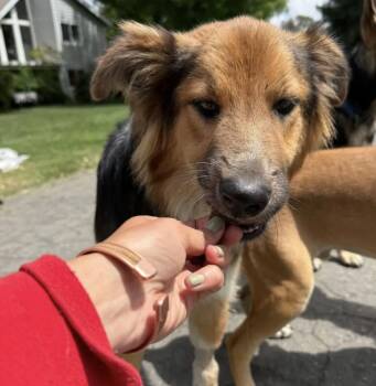 Collie Dogs Available for Adoption in Davis, California - Morty | PetCurious
