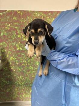 Pancakes -  Labrador Retriever and Mixed Breed Dog for Adoption in San Antonio, Texas - Pancakes | PetCurious