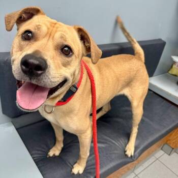 Mojo -  Pit Bull Terrier and Labrador Retriever Dog for Adoption in Buffalo, New York - Mojo | PetCurious