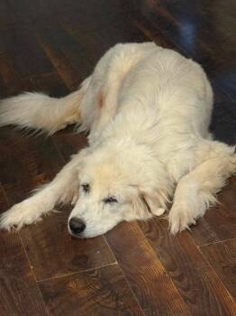 Lucki -  Great Pyrenees Dog for Adoption in Minneapolis, Minnesota - Lucki | PetCurious