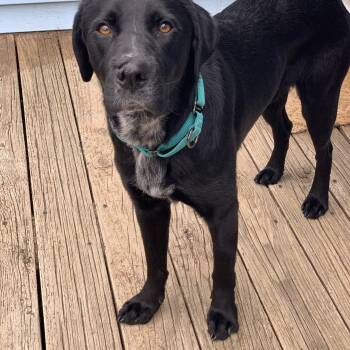 Barber -  Black Labrador Retriever and Pointer Dog for Adoption in Roxbury Township, New Jersey - Barber | PetCurious